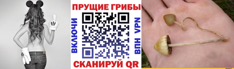 Псилоцибиновые грибы Psilocybe  ссылка на мегу зеркало  Черемхово  где купить наркоту 